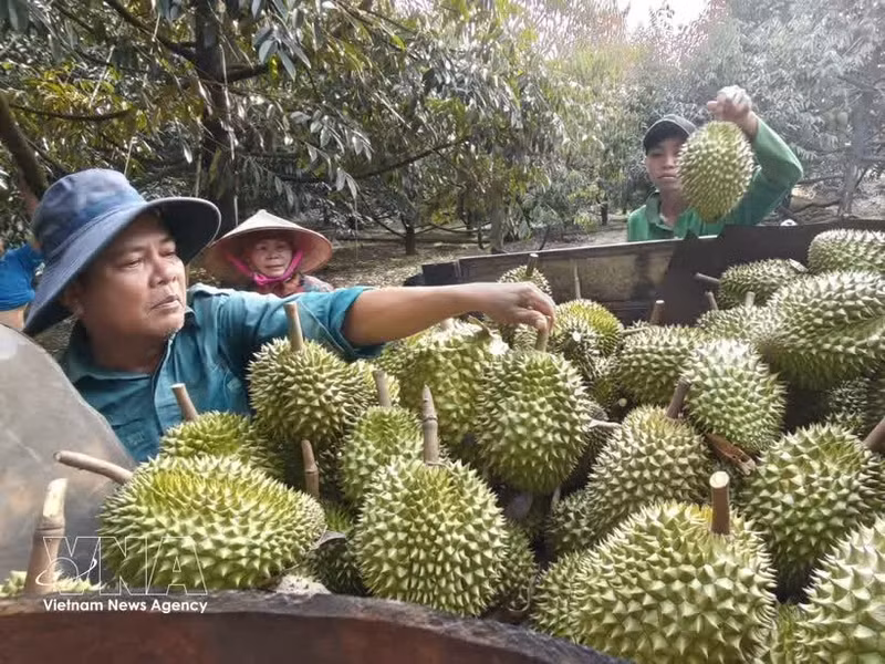Le durian vietnamien s'ouvre les portes d’un marché de 1,4 milliard d’habitants. Photo : VNA.