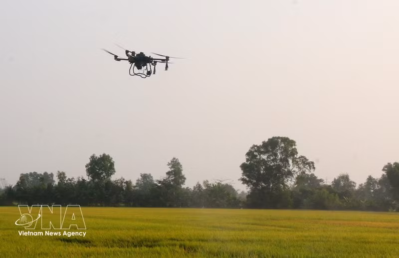 Utilisation de drones dans la production rizicole à Cân Tho. Photo : VNA.