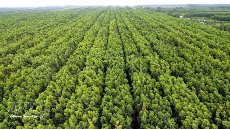 L’écosystème de mangroves de Ca Mau est diversifié et couvre une vaste superficie. Photo : VNA.