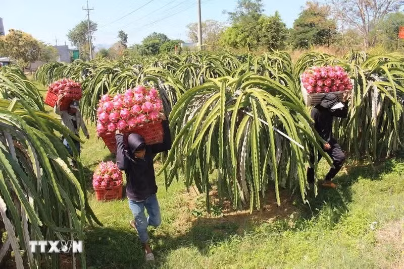Le Royaume-Uni dispose d'atouts en matière de science et de technologie, de gouvernance et de normes écologiques, tandis que le Vietnam est un producteur majeur de produits agricoles tropicaux et une porte d'entrée importante vers la région de l'ASEAN. Photo d'illustration : VNA.