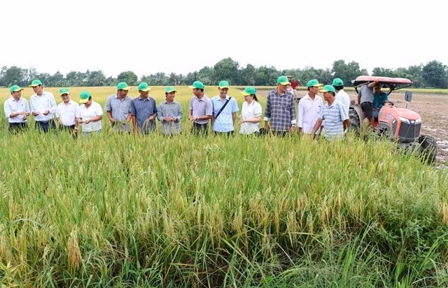 Un modèle de riziculture de haute qualité et à faibles émissions est mis en œuvre à la coopérative agricole de Phuoc Hao, dans la province de Vinh Long, dans le delta du Mékong. Photo : VNA