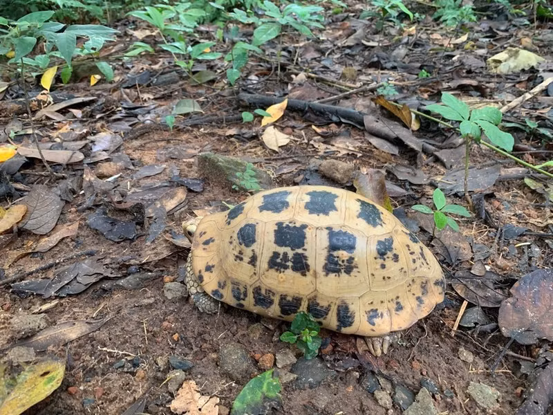 La tortue à tête jaune est inscrite dans le Livre rouge du Vietnam et sur la liste des espèces menacées de l’Union internationale pour la conservation de la nature (UICN). Photo : VNA.