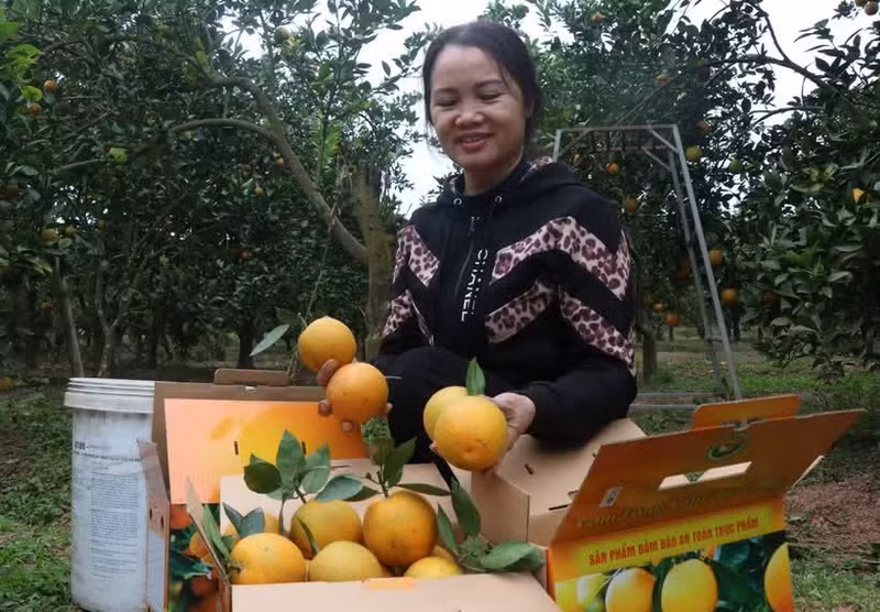Des oranges destinées à l'exportation. Photo: VNA