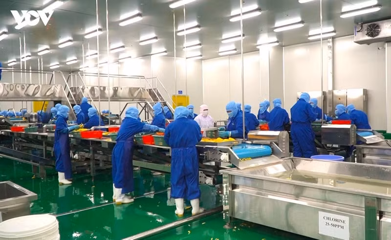 L’économie privée révèle le potentiel de la zone frontalière de Dong Thap