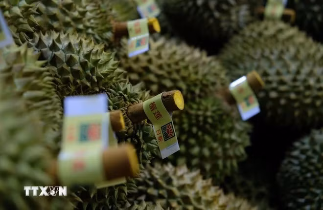 Les durians sont soigneusement triés avant d'être emballés pour l'exportation vers la Chine. Photo : Nguyen Dung/VNA.