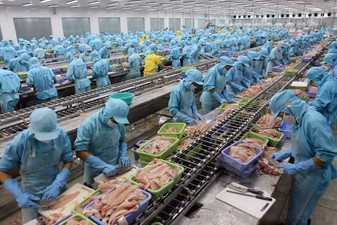 Une croissance stable et une modernisation rurale profonde caractérisent le secteur agricole vietnamien. Le pays s'est hissé aux premiers rangs mondiaux pour l'exportation de produits phares tels que le café, le caoutchouc, la noix de cajou, le poivre et les produits de la mer. Sur la photo : L'industrie halieutique, l'un des piliers stratégiques des exportations vietnamiennes, affiche une progression fulgurante depuis le lancement du Renouveau (Doi Moi). Photo : VNA