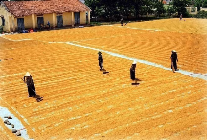 Le Vietnam a atteint, avant l'échéance fixée, plusieurs Objectifs du Millénaire pour le Développement (OMD) entre 2011 et 2015, enregistrant des avancées majeures dans la lutte contre la pauvreté. Le taux de ménages pauvres est passé de 14,2 % en 2010 à moins de 4,5 % en 2015. Dans les districts les plus démunis, ce chiffre a chuté de 58,3 % à 28 %. Photo : VNA