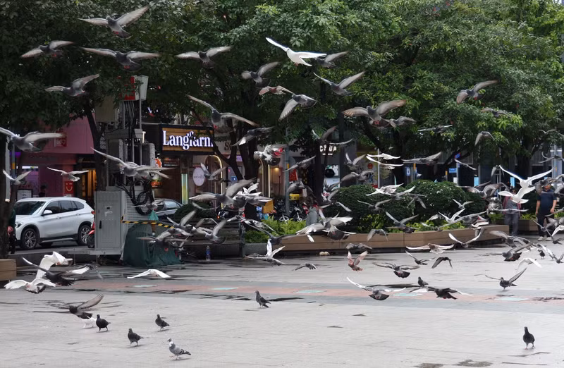 À Hô Chi Minh-Ville, au Sud du Vietnam, il n'est pas rare de croiser des groupes de dizaines, voire de centaines de pigeons rassemblés dans des lieux bien connus. Parmi les endroits du centre-ville où ils sont particulièrement nombreux figurent la rue piétonne Nguyen Hue, le jardin situé à l'intersection de Cong Truong Lam Son et Hai Ba Trung, dans le quartier de Sai Gon, ainsi que la cathédrale Notre-Dame. Photo : Ngo Tung.