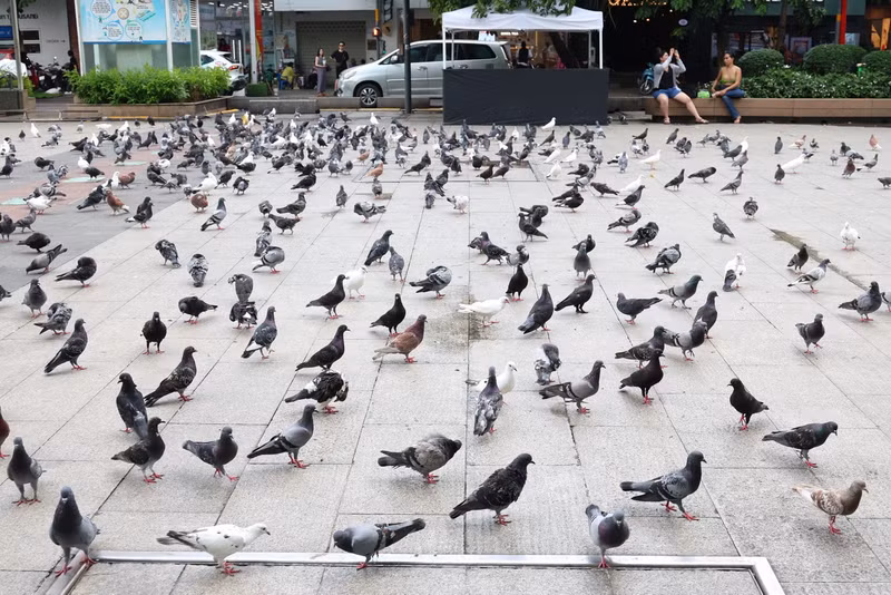 Ces derniers jours, la population de pigeons sur la rue piétonne Nguyen Hue aurait atteint près d'un millier d'individus, attirant l'attention de nombreux habitants et visiteurs.