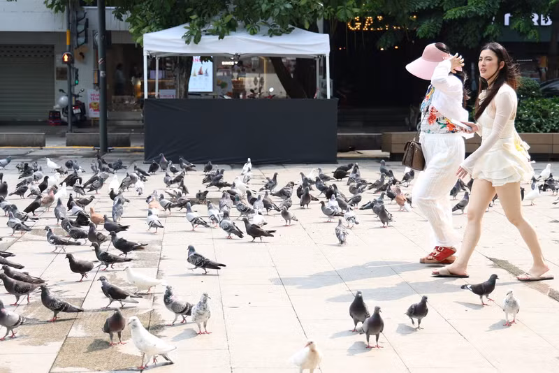 Les pigeons « en promenade » à Hô Chi Minh-Ville font le bonheur des passants