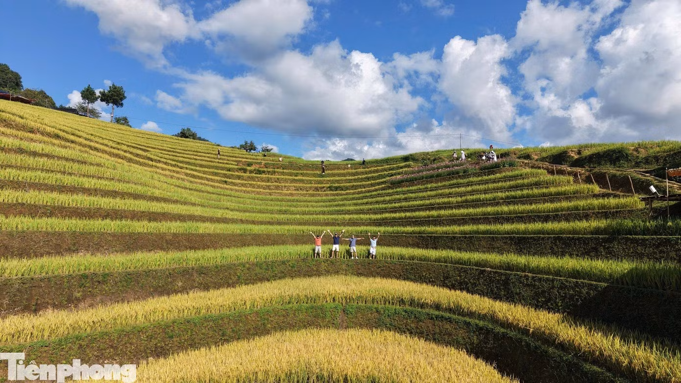 La saison du riz mûr recouvre de jaune les versants en terrasses de Mu Cang Chai. Vues d’en haut, les parcelles épousent les contours des pentes montagneuses et forment une succession de teintes jaunes et vertes. Photo : tienphong.vn