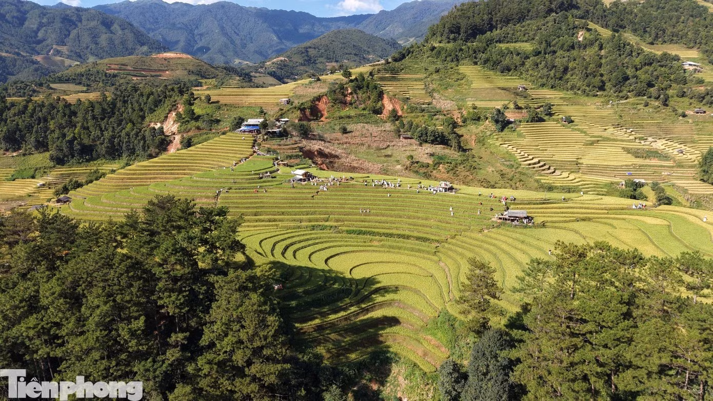 Un panorama des collines de Mong Ngua (Fer à Cheval), dans le village de Vong Lua, commune de Mu Cang Chai, où les visiteurs viennent admirer et immortaliser les rizières en terrasses au moment où le riz arrive à maturité. Photo : tienphong.vn