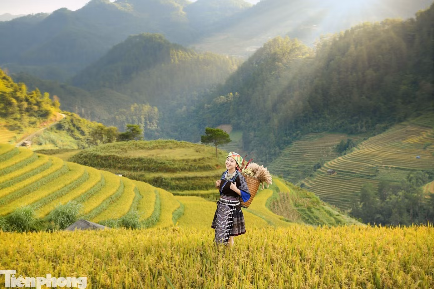 Tran Ngoc Hiep, président du Comité populaire de la commune de Mu Cang Chai, indique que le beau temps et l’approche de la récolte attirent de nombreux visiteurs dans la localité. Selon les statistiques, depuis les célébrations de la Fête nationale du 2 septembre, Mu Cang Chai accueille généralement quelque 11 000 visiteurs par semaine, principalement concentrés sur les deux jours du week-end. Photo : tienphong.vn
