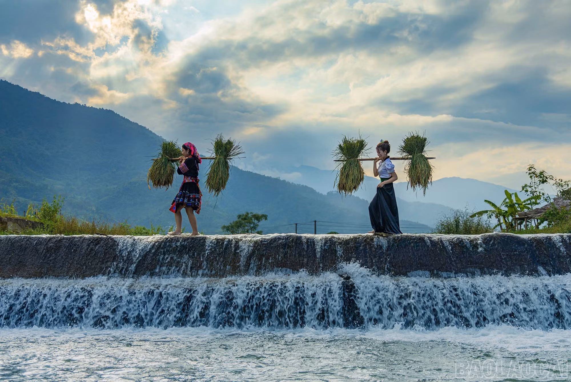Des habitants de Hop Thanh rapportent chez eux des tiges de riz doré. Photo : baolaocai.vn