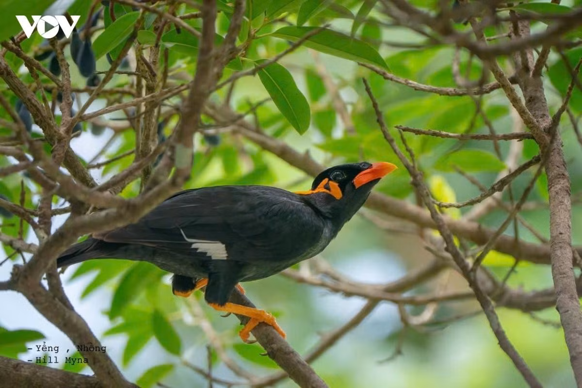 L'écosystème de Con Dao est diversifié en termes de flore et de faune. Photo : VOV