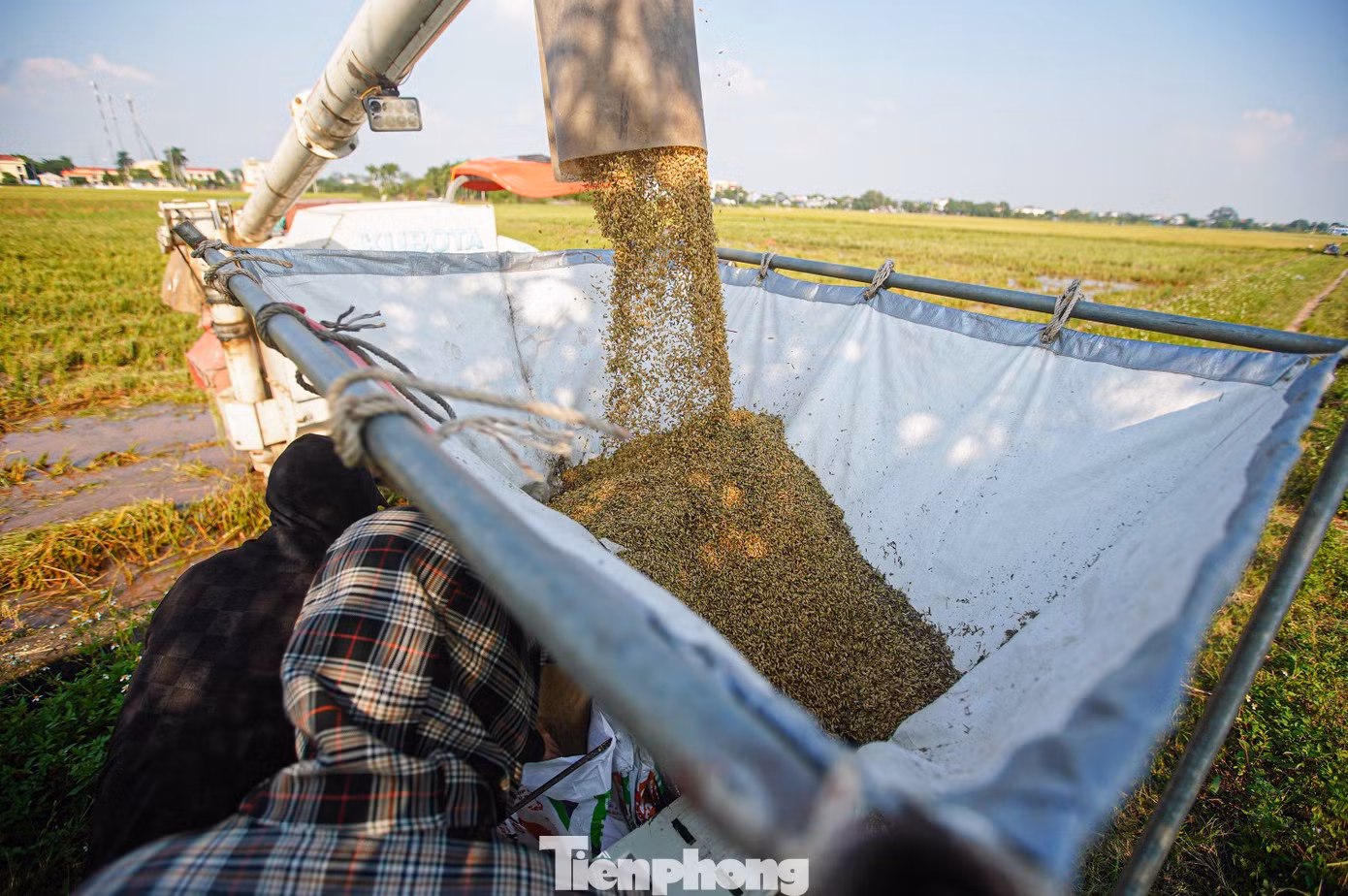 Une fois récolté, le paddy est rapidement ensaché et évacué des champs pour être mis à sécher. Photo : tienphong.vn