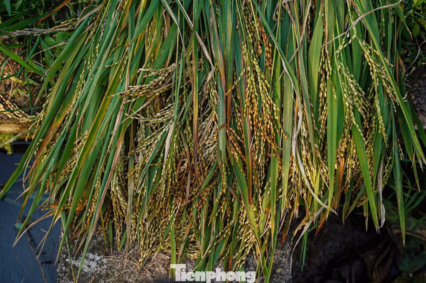 Une à une, les gerbes de riz sont coupées à la main puis rassemblées au milieu des parcelles inondées, avant d’être transportées pour le battage. Alors que les machines ne peuvent plus accéder à certaines rizières, les agriculteurs avancent dans l’eau et récoltent, parcelle après parcelle, le riz encore épargné par les crues. Photo : tienphong.vn