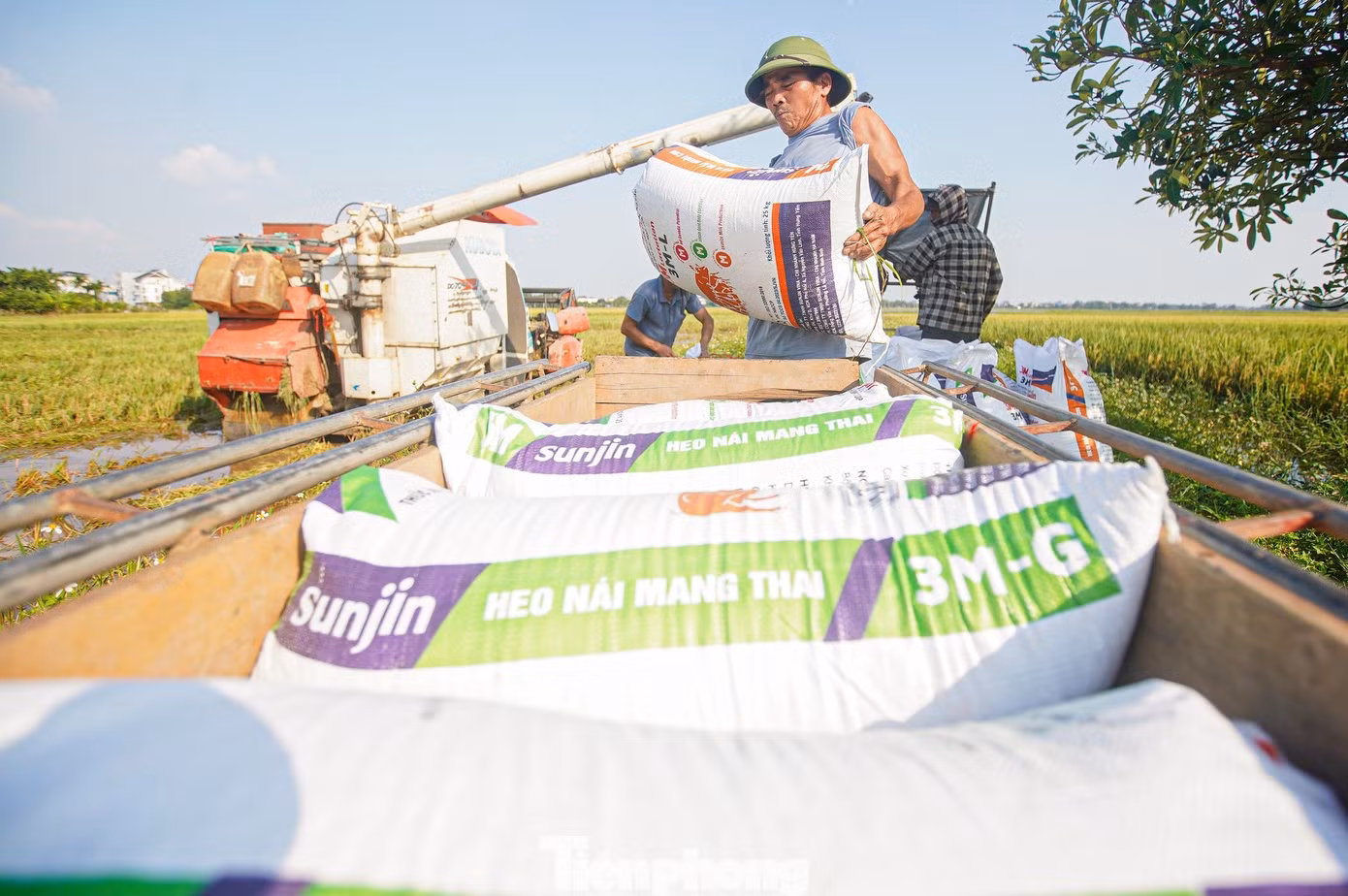 Selon les agriculteurs, le grain risque de s’altérer s’il reste trop longtemps dans l’eau et n’est pas séché rapidement. Photo : tienphong.vn