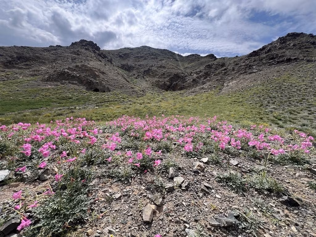 Tost Toson Bumbiin Nuruu (Mongolie) : Située dans la province du Gobi du Sud, cette réserve de biosphère de 1,6 million d’hectares constitue un corridor essentiel pour la faune sauvage et abrite l’une des plus fortes densités de panthères des neiges de Mongolie. Photo : UNESCO