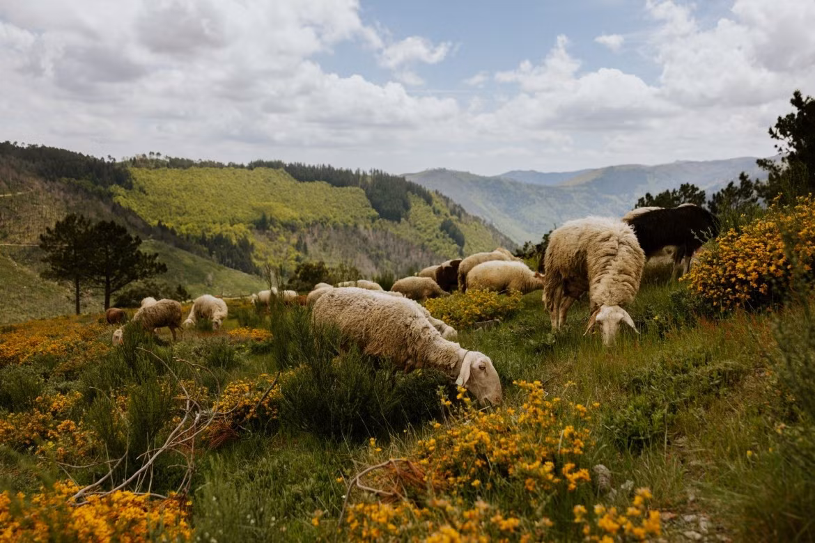 Serra da Estrela (Portugal) : Comptant plus de 3 000 espèces animales et végétales, dont 26 espèces endémiques du Portugal continental, cette réserve constitue un espace naturel d’une importance majeure face aux risques d’incendies de forêt et aux effets du changement climatique. Photo : UNESCO