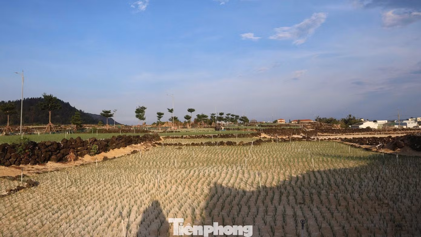 Selon Vo Tri Thoi, directeur adjoint du service économique de la zone administrative spéciale de Ly Son, le territoire compte environ 300 hectares de terres agricoles. Une partie des parcelles situées à proximité des collines et des montagnes a été aménagée par les habitants en cultures en terrasses. Photo : tienphong.vn