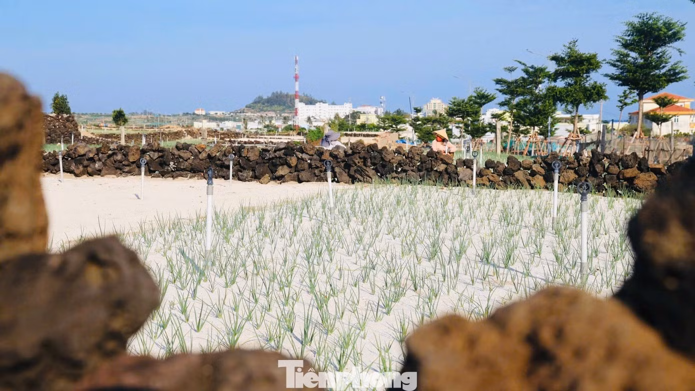 Nguyen Van Binh, habitant de Ly Son, possède environ 400 m² de parcelles en terrasses. Ces terres lui ont été transmises par les générations précédentes. Au fil des années, sa famille a continué à consolider les murets de pierre afin de retenir les sols et de protéger les cultures. Photo : tienphong.vn