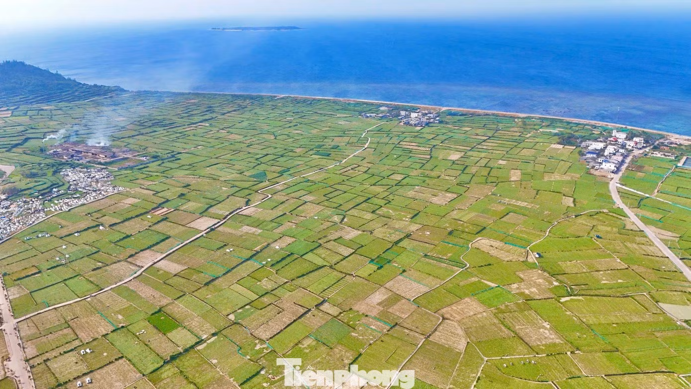 Sur ces terres aux caractéristiques particulières, les habitants de Ly Son cultivent depuis des générations l’oignon et l’ail. Chaque année, les agriculteurs de l’île produisent une récolte d’ail et trois récoltes d’oignons. Photo : tienphong.vn