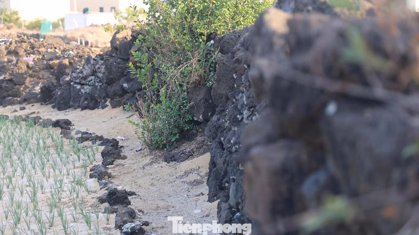 Dans les secteurs situés au pied des montagnes, les fortes pentes compliquent les travaux agricoles. Pour retenir la terre, les habitants ont donc aménagé les versants en parcelles disposées en « terrasses ». Photo : tienphong.vn