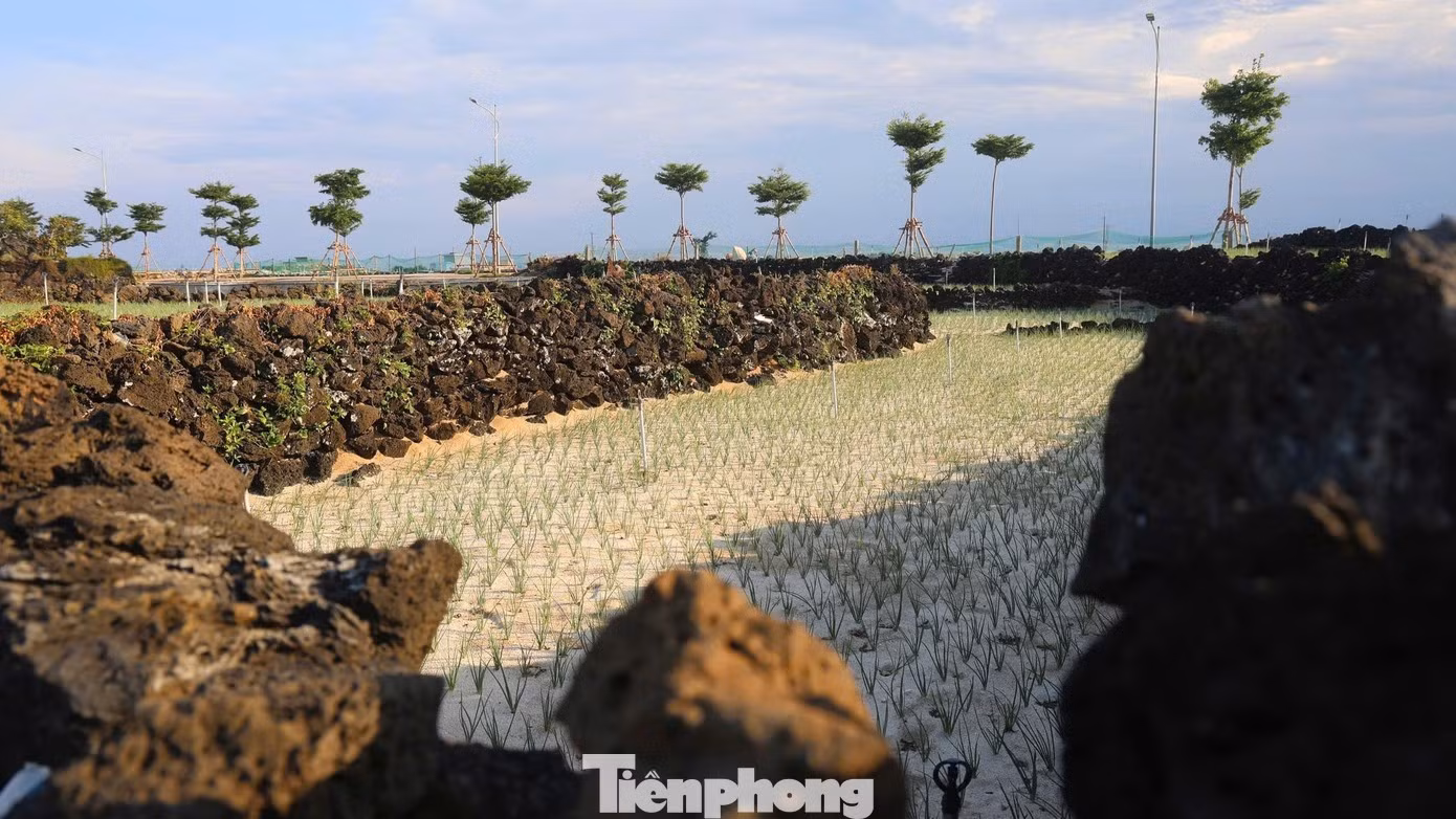 Les pierres sont empilées avec soin pour former des murets de 20 à 40 centimètres de haut, délimitant les parcelles en niveaux successifs. Photo : tienphong.vn