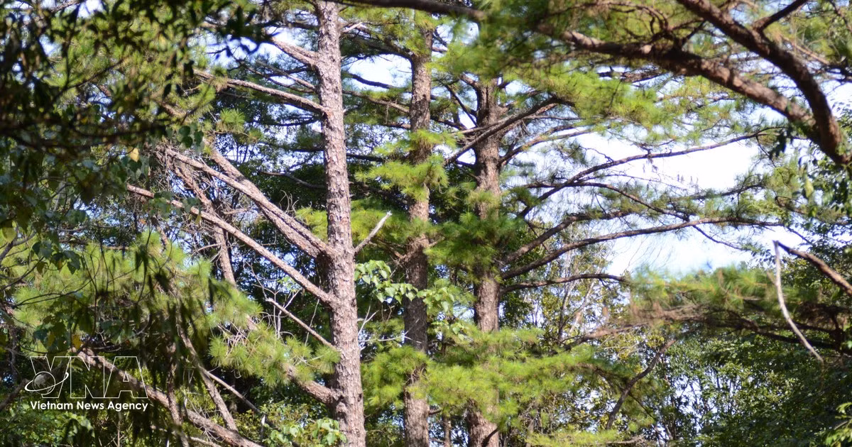 Le parc national de Bach Ma abrite de nombreux pins centenaires. Photo : VNA. 