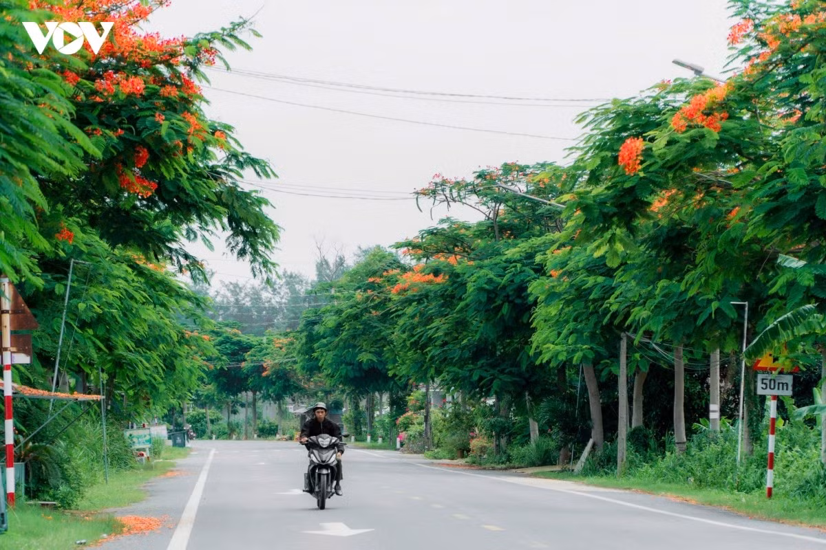 De passage sur cette route des flamboyants, Tran Nhat Hao, habitant du quartier de Long Chau (province de Vinh Long), ne cesse de déclencher son appareil photo afin d’immortaliser les plus beaux panoramas. Photo : VOV