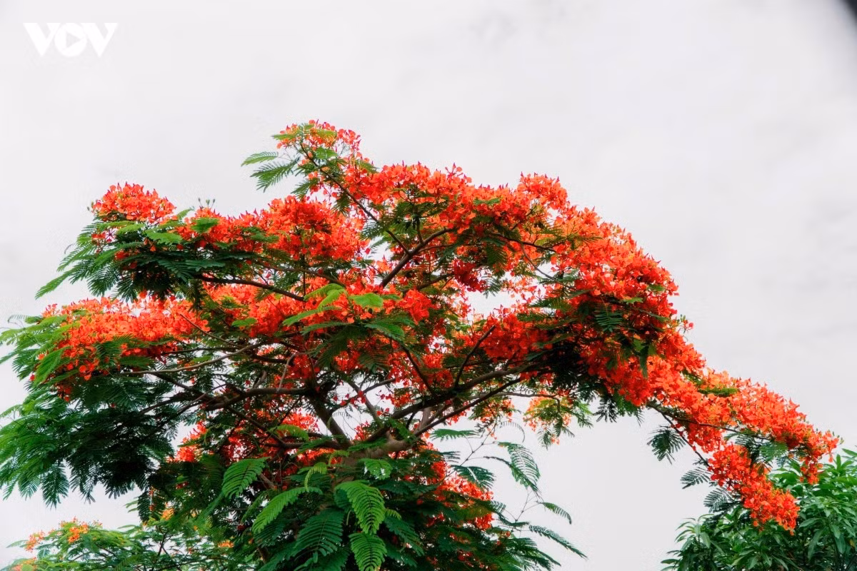 Phan Thi Thao Nhi, habitante du quartier de Hoa Thuan (province de Vinh Long), confie avec émotion : « Chaque été, cette route se pare d’un rouge éclatant. En regardant tomber les fleurs de flamboyant, je ressens toujours une profonde nostalgie. Elles me rappellent les années où je me rendais à l’école, mes enseignants et tous les merveilleux souvenirs de mon enfance ». Photo : VOV