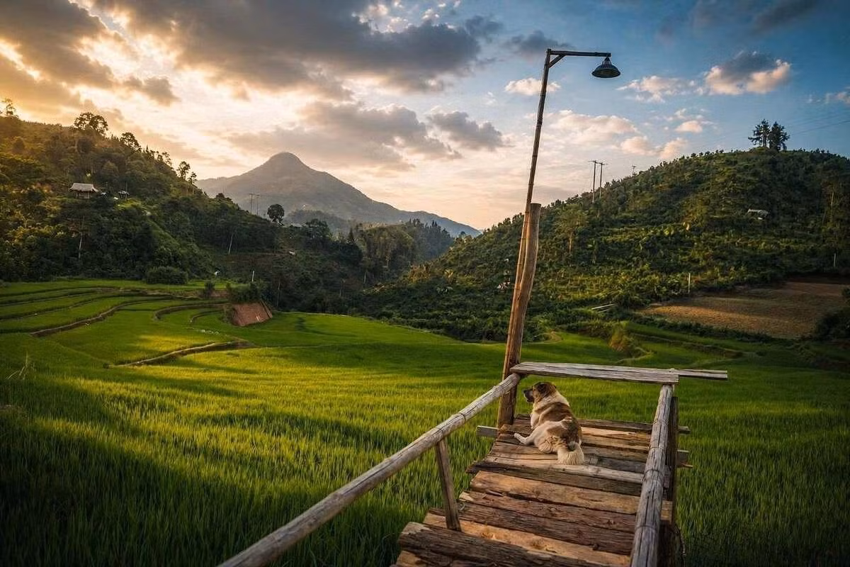 Nguyen Viet Hung, originaire de Hanoï, s’est rendu à Ban Lien avec un groupe d’amis le week-end dernier. Il explique être venu ici pour « vivre avec les habitants, et pas seulement visiter ». Avec les autres membres du groupe, il a dormi dans une maison d’hôtes, partagé les repas avec ses hôtes, préparé et dégusté des spécialités locales, travaillé dans les rizières, cueilli du thé, participé aux travaux agricoles et pris soin du bétail. Il a également eu l’occasion de découvrir la culture des Tay (coutumes, habitat, vêtements, langue et modes de vie), ainsi que de participer à des activités artistiques et à des jeux traditionnels. Photo : vnexpress.net