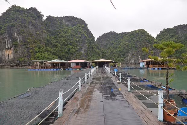 Zone de conservation du village de pêcheurs de Vung Viêng dans la baie de Ha Long, province de Quang Ninh. 