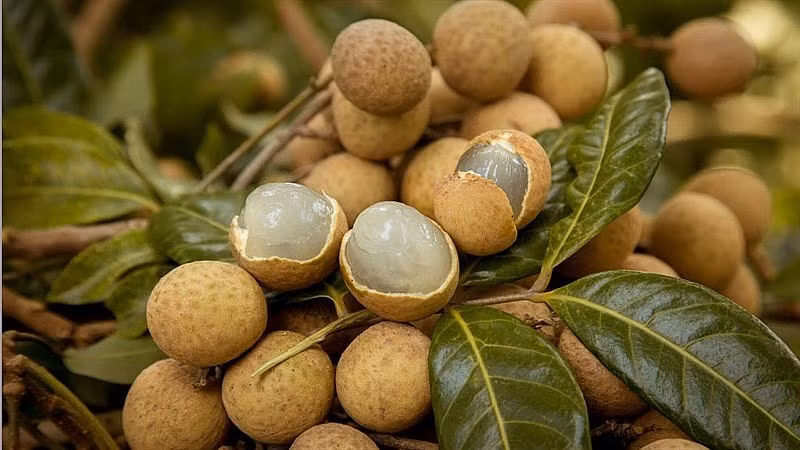 Photo : baoquocte.vn