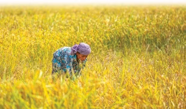Cambodge-Indonésie : coopération dans le commerce de riz