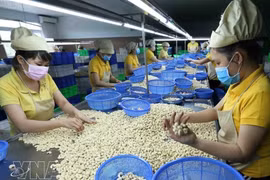 Transformation des noix de cajou destinées à l’exportation. Photo : VNA. 