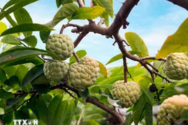 Grâce à un climat favorable et à un terroir exceptionnel, les pommes-cannelle de Bo Ly se distinguent par leur chair ferme, leur douceur subtile et leur parfum inimitable. Photo : VNA
