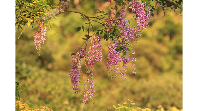 Saison des fleurs de glycine d'été à la péninsule de Son Trà ảnh 2 Saison des fleurs de glycine d'été à la péninsule de Son Trà ảnh 2