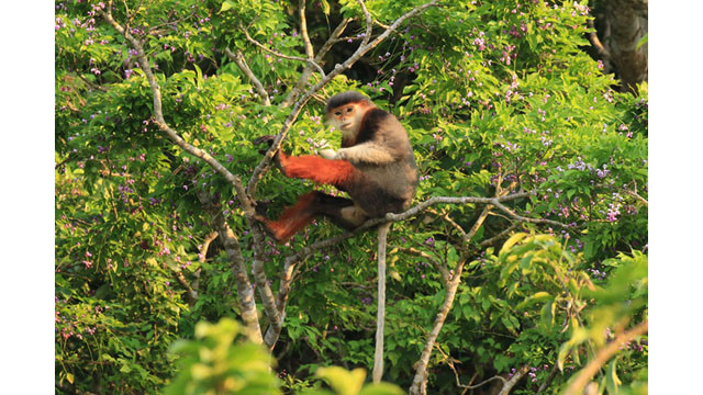 Saison des fleurs de glycine d'été à la péninsule de Son Trà ảnh 4 Saison des fleurs de glycine d'été à la péninsule de Son Trà ảnh 4