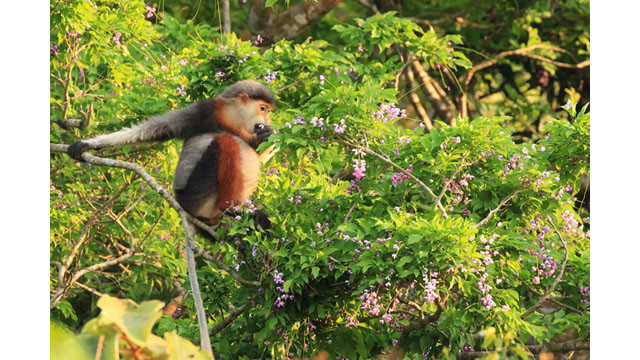 Saison des fleurs de glycine d'été à la péninsule de Son Trà ảnh 5 Saison des fleurs de glycine d'été à la péninsule de Son Trà ảnh 5