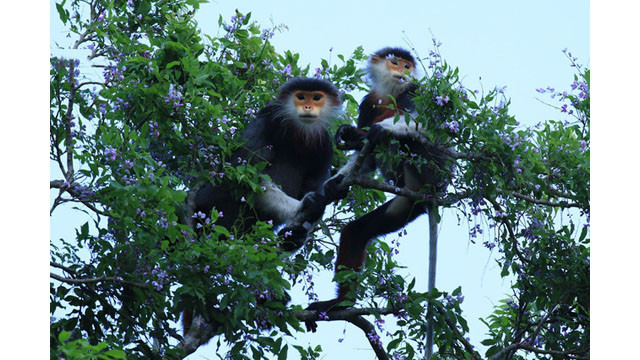 Saison des fleurs de glycine d'été à la péninsule de Son Trà ảnh 8 Saison des fleurs de glycine d'été à la péninsule de Son Trà ảnh 8