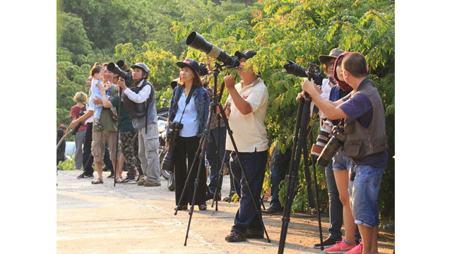 Saison des fleurs de glycine d'été à la péninsule de Son Trà ảnh 7 Saison des fleurs de glycine d'été à la péninsule de Son Trà ảnh 7