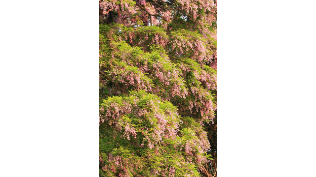 Saison des fleurs de glycine d'été à la péninsule de Son Trà ảnh 3 Saison des fleurs de glycine d'été à la péninsule de Son Trà ảnh 3