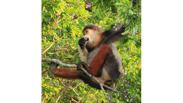 Saison des fleurs de glycine d'été à la péninsule de Son Trà ảnh 6 Saison des fleurs de glycine d'été à la péninsule de Son Trà ảnh 6