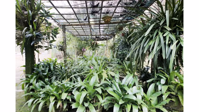 La beauté attrayante de la maison-jardin de Huê ảnh 10