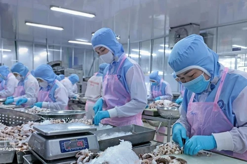 Les exportations vietnamiennes de calmars et de poulpes ont dépassé 111 millions de dollars au cours des deux premiers mois de 2026. Photo : VNA 