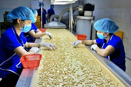 Usine de pré‑traitement de noix de cajou pour l’exportation, société Hoang Son 1 (province de Dong Nai).