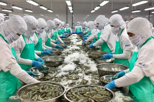 De nombreuses entreprises singapouriennes considèrent désormais le Vietnam comme une source d’approvisionnement fiable de produits aquatiques. Photo : VGP. 