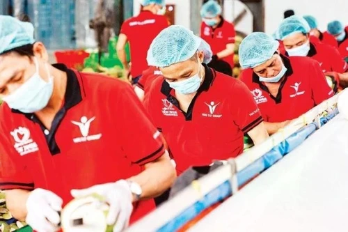 Transformation de noix de coco destinées à l'exportation chez Vina T&T Group. Photo : nhandan.vn 